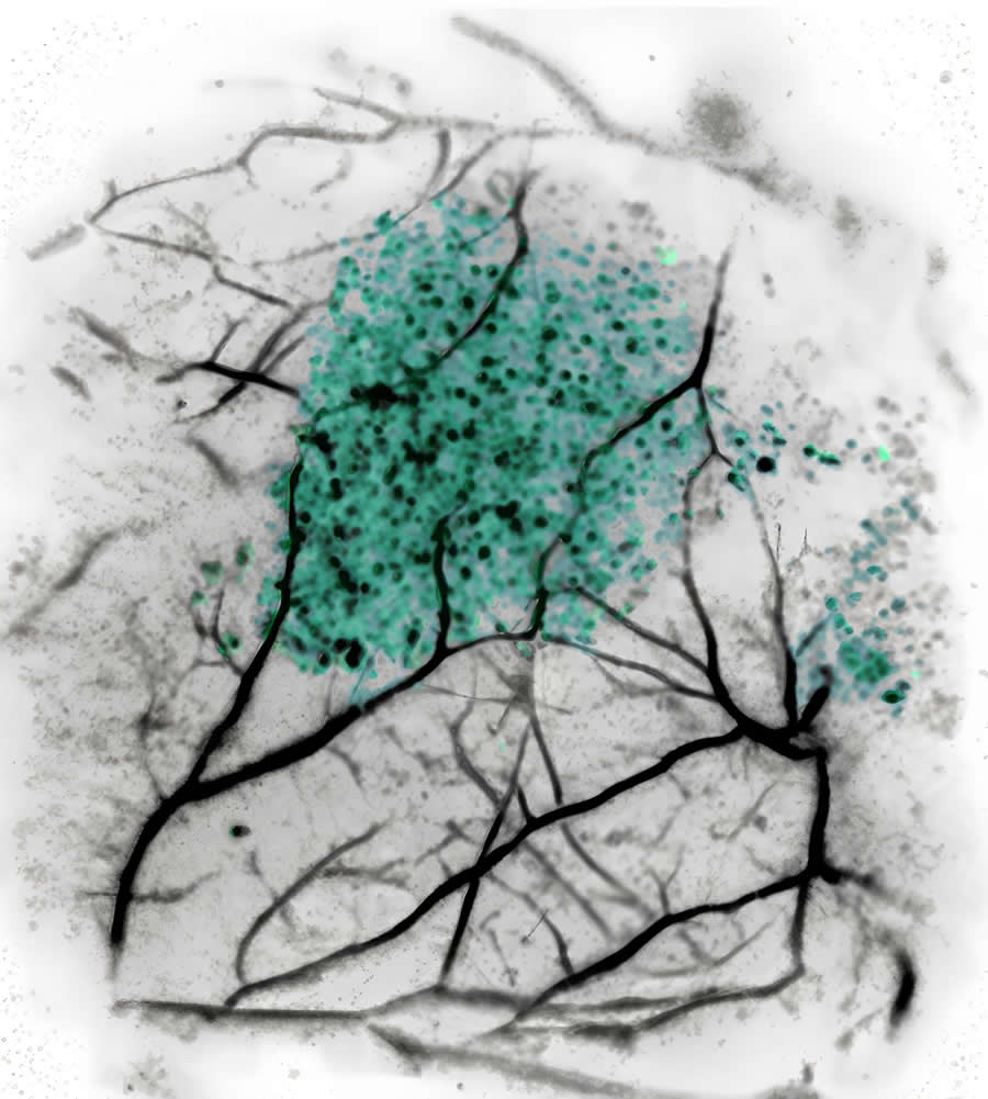 Powerful Photos from the Wellcome Photography Prize 2025