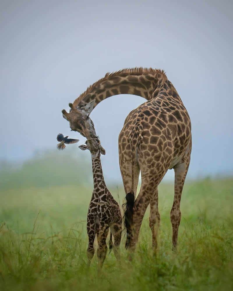 Stunning Wildlife Photos That Reveal the Wild