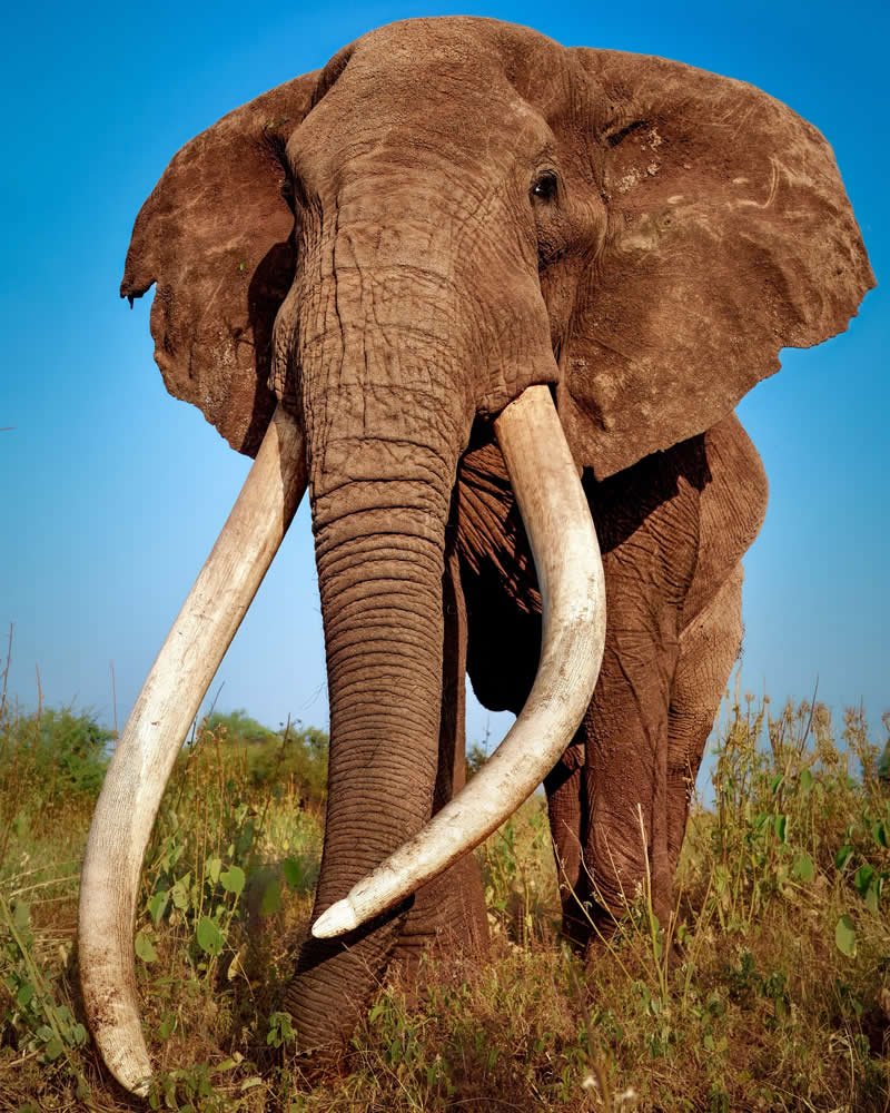 Stunning Wildlife Photos That Reveal the Wild