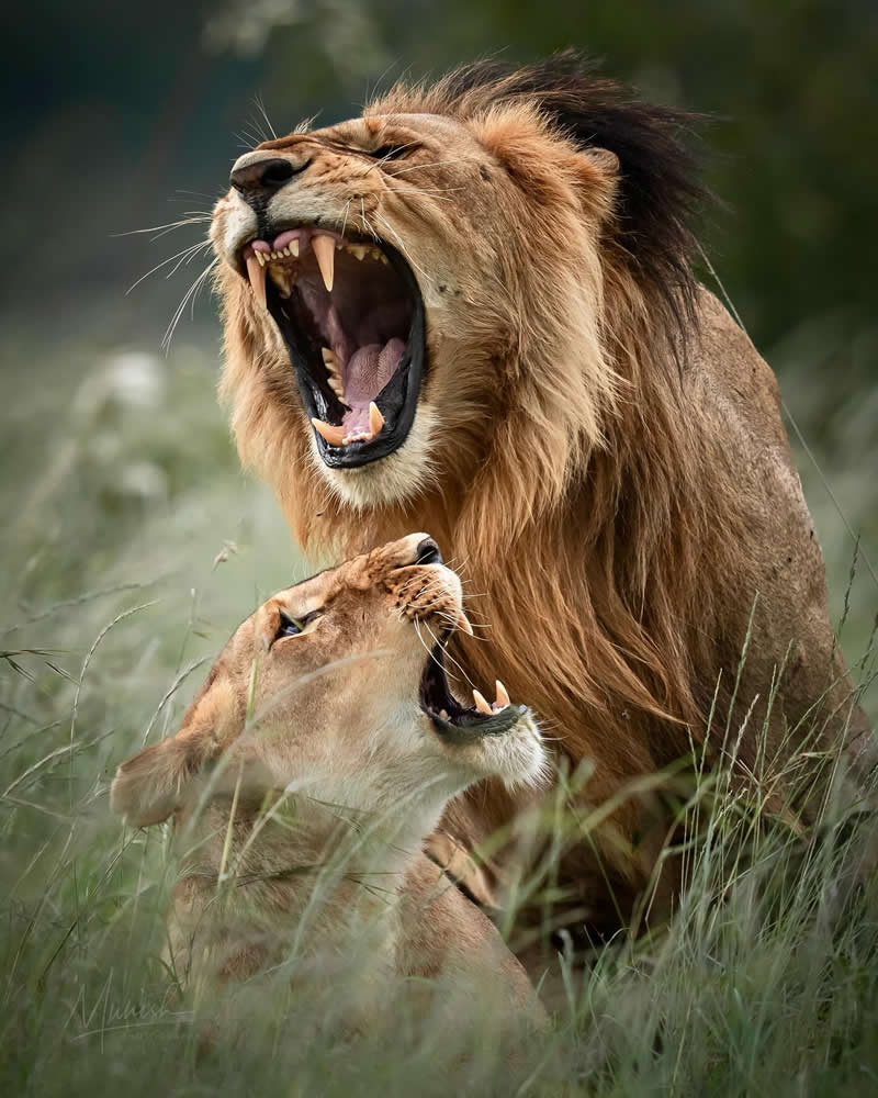 Stunning Wildlife Photos That Reveal the Wild