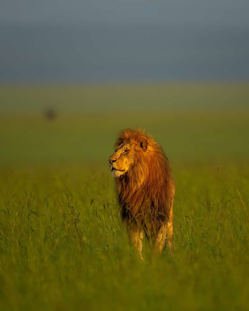 Nature and Wildlife Photography by Munish Palnaiappan