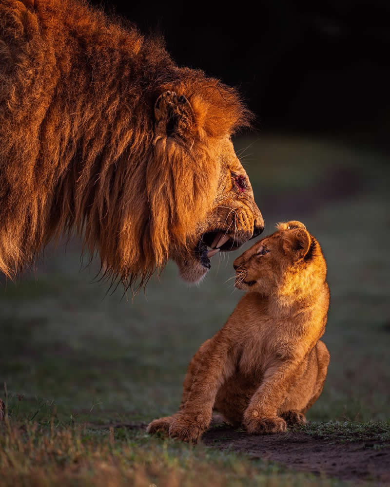 Stunning Wildlife Photos That Reveal the Wild