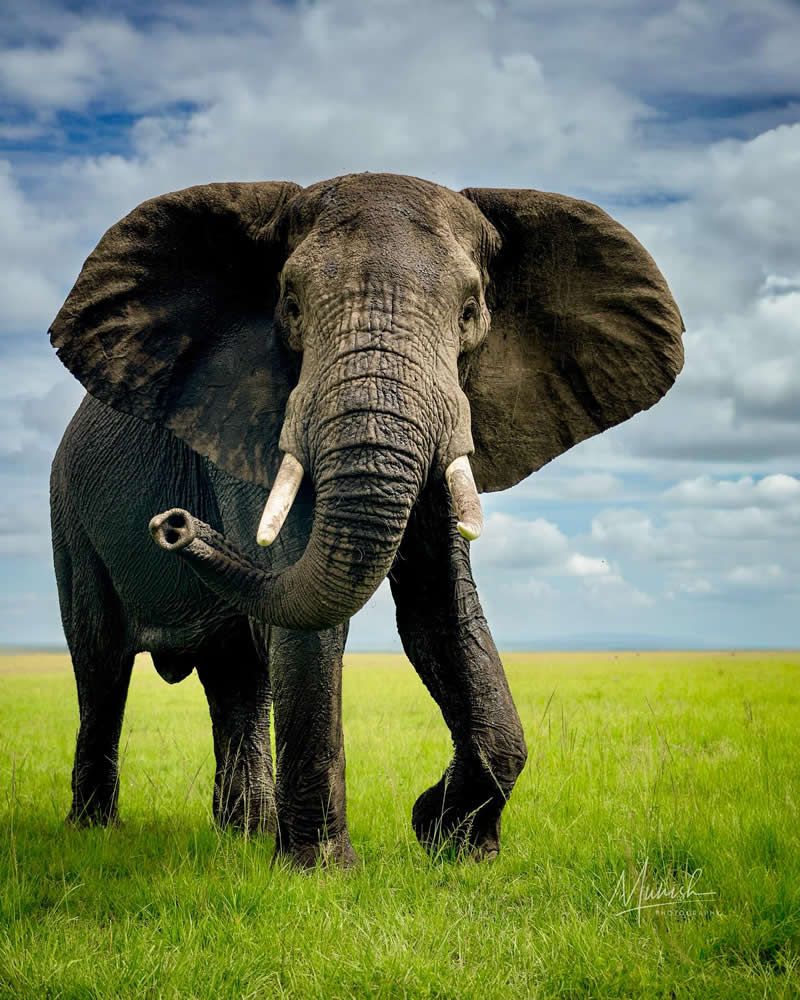 Nature and Wildlife Photography by Munish Palnaiappan