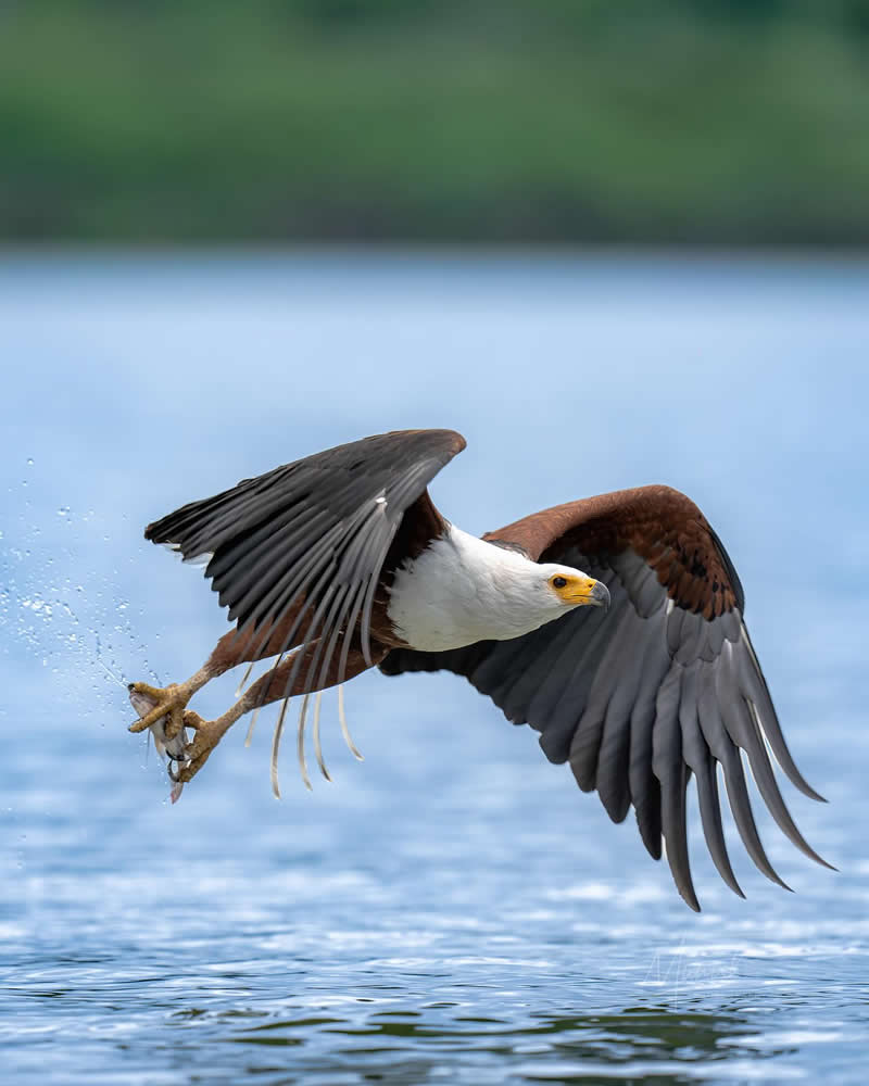 Nature and Wildlife Photography by Munish Palnaiappan