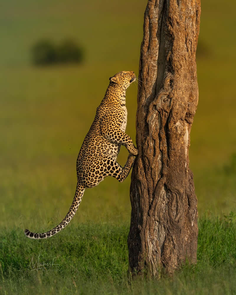Stunning Wildlife Photos That Reveal the Wild