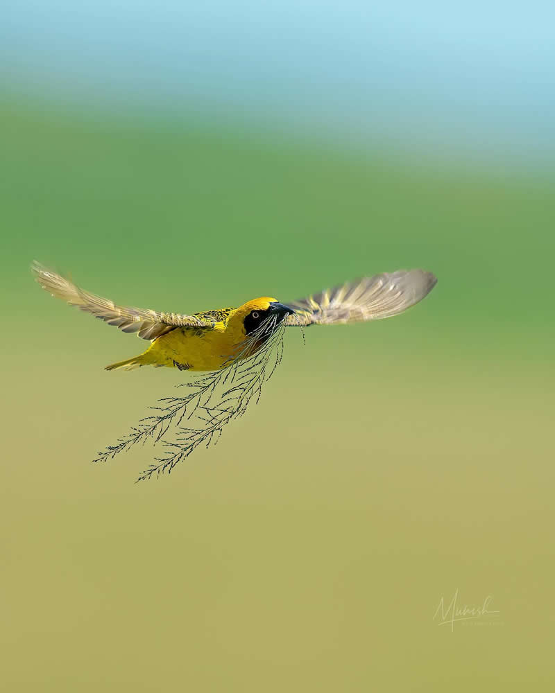 Nature and Wildlife Photography by Munish Palnaiappan