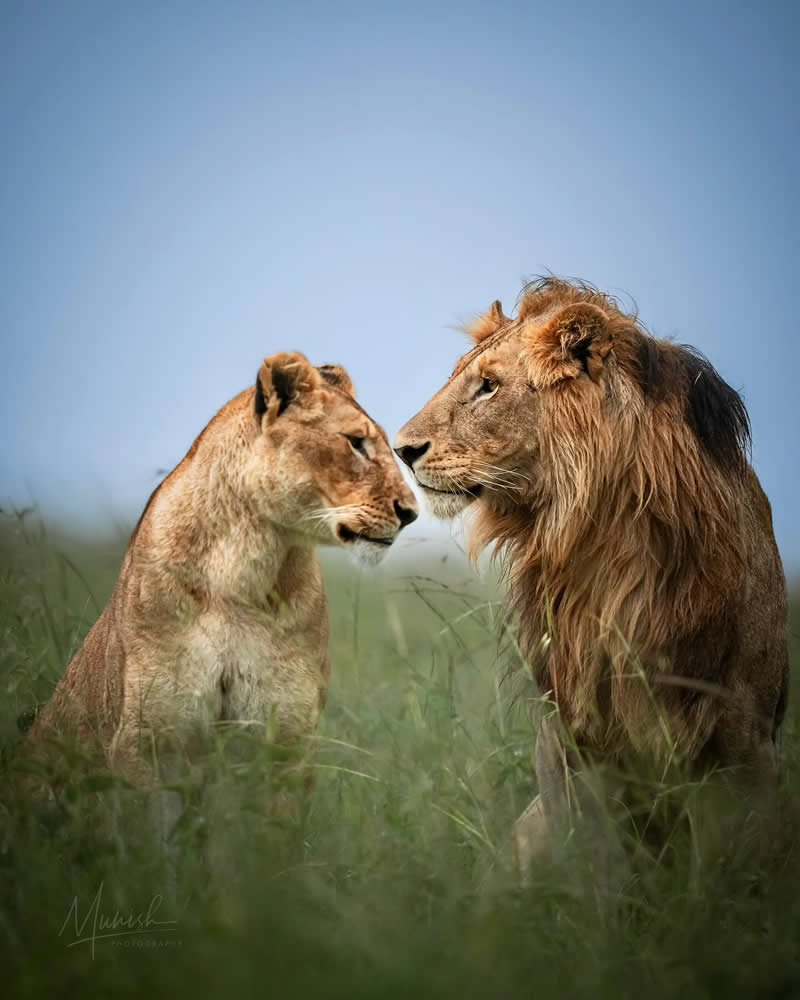 Stunning Wildlife Photos That Reveal the Wild