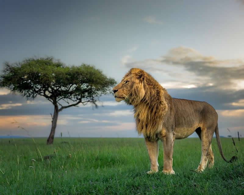 Nature and Wildlife Photography by Munish Palnaiappan