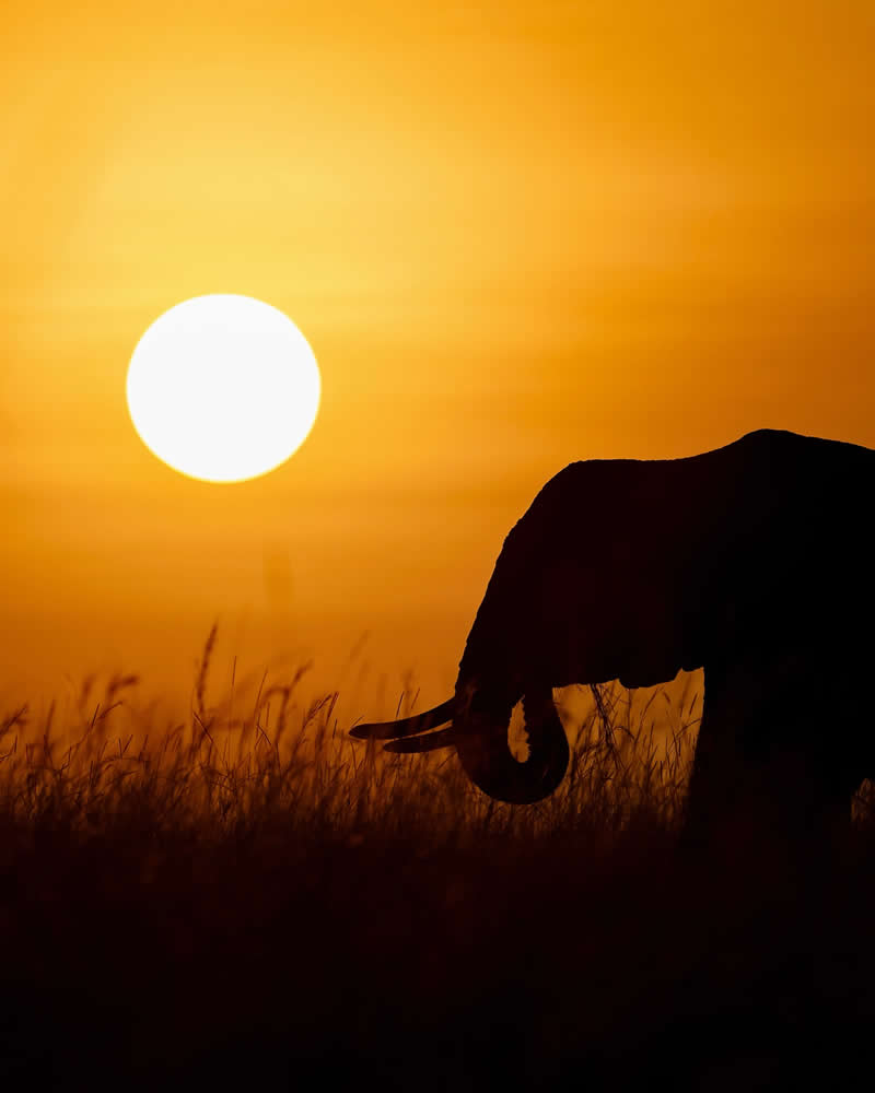 Nature and Wildlife Photography by Munish Palnaiappan