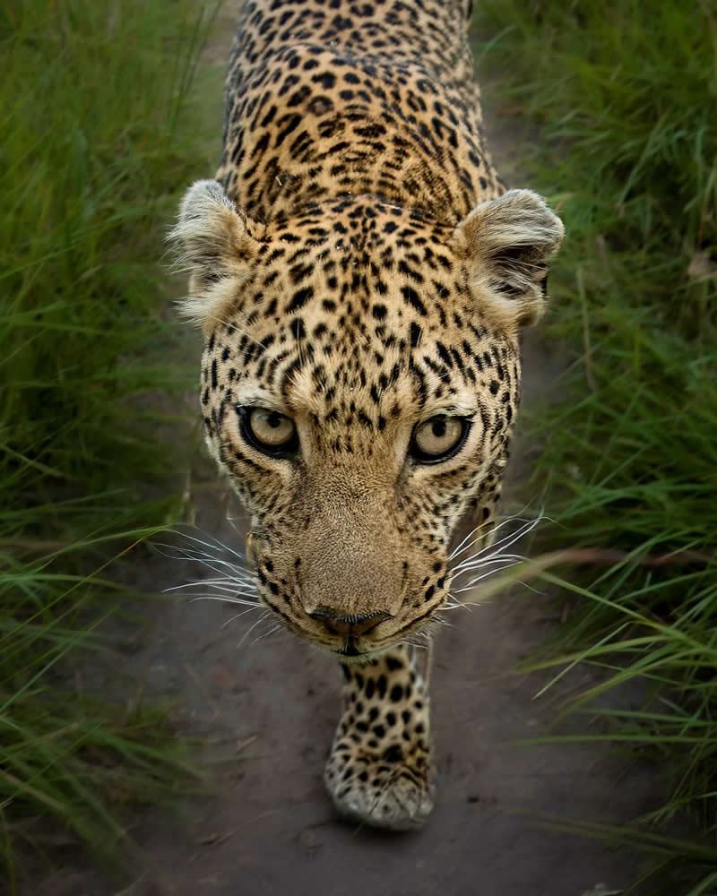 Nature and Wildlife Photography by Munish Palnaiappan