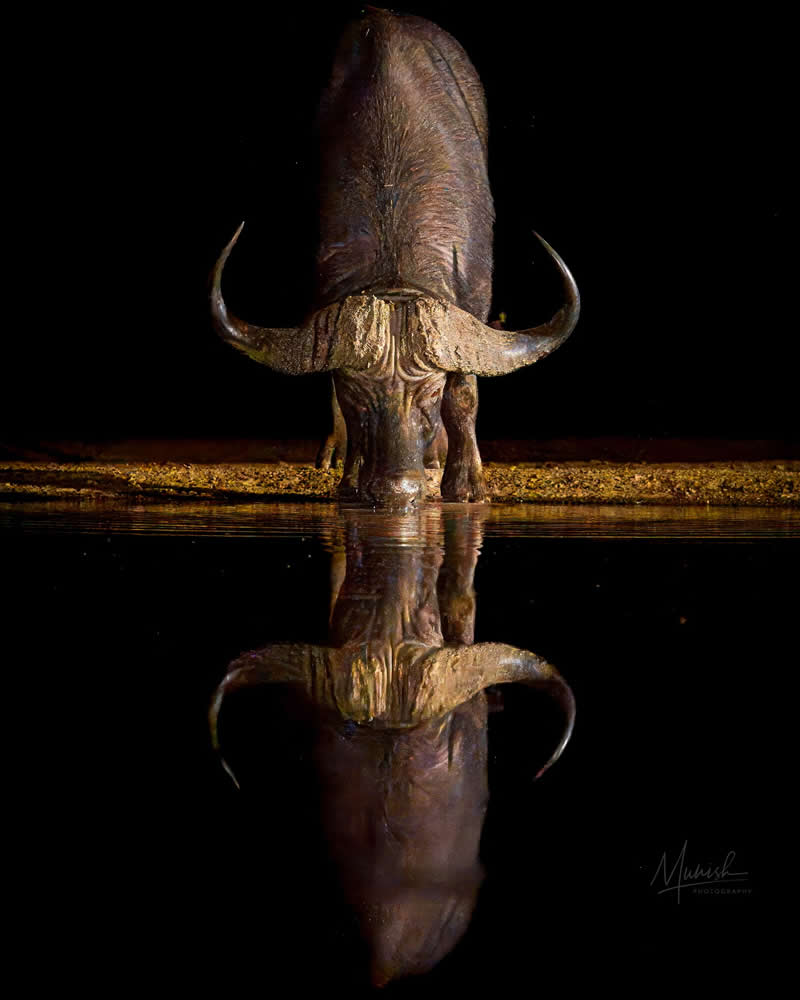 Nature and Wildlife Photography by Munish Palnaiappan
