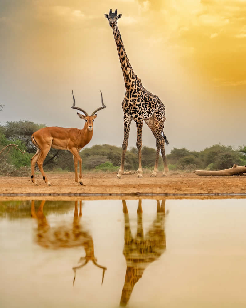 Nature and Wildlife Photography by Munish Palnaiappan