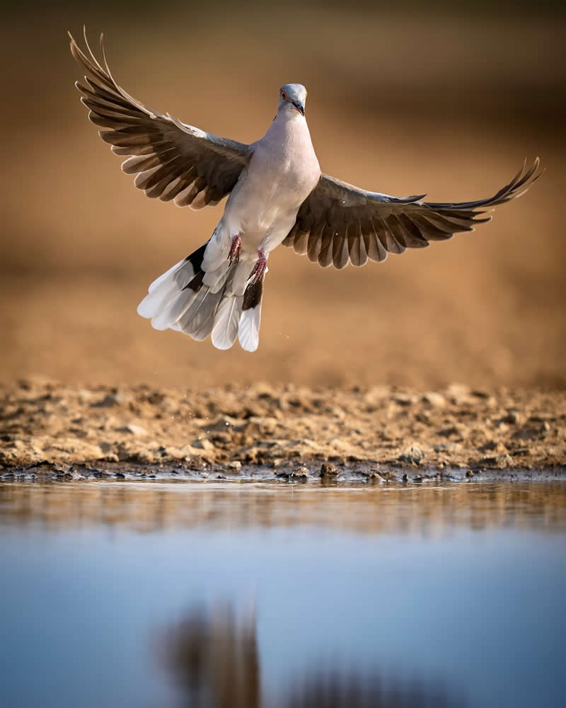 Nature and Wildlife Photography by Munish Palnaiappan