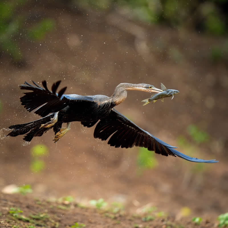 Nature and Wildlife Photography by Munish Palnaiappan