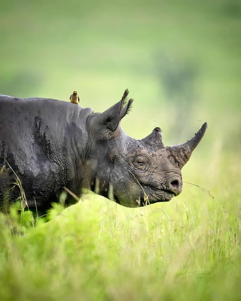 Nature and Wildlife Photography by Munish Palnaiappan