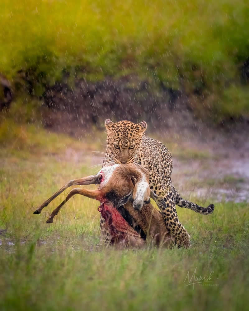 Nature and Wildlife Photography by Munish Palnaiappan