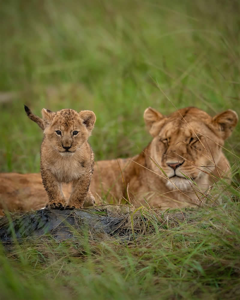 Nature and Wildlife Photography by Munish Palnaiappan