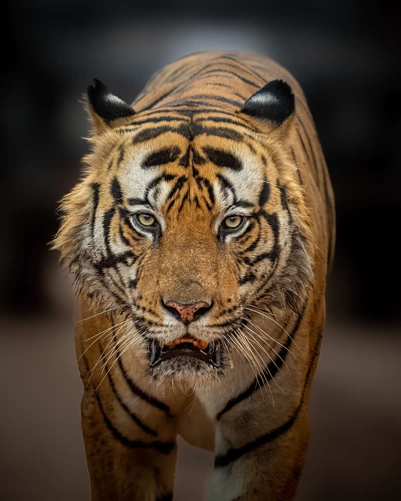 Stunning Wildlife Photos That Reveal the Wild