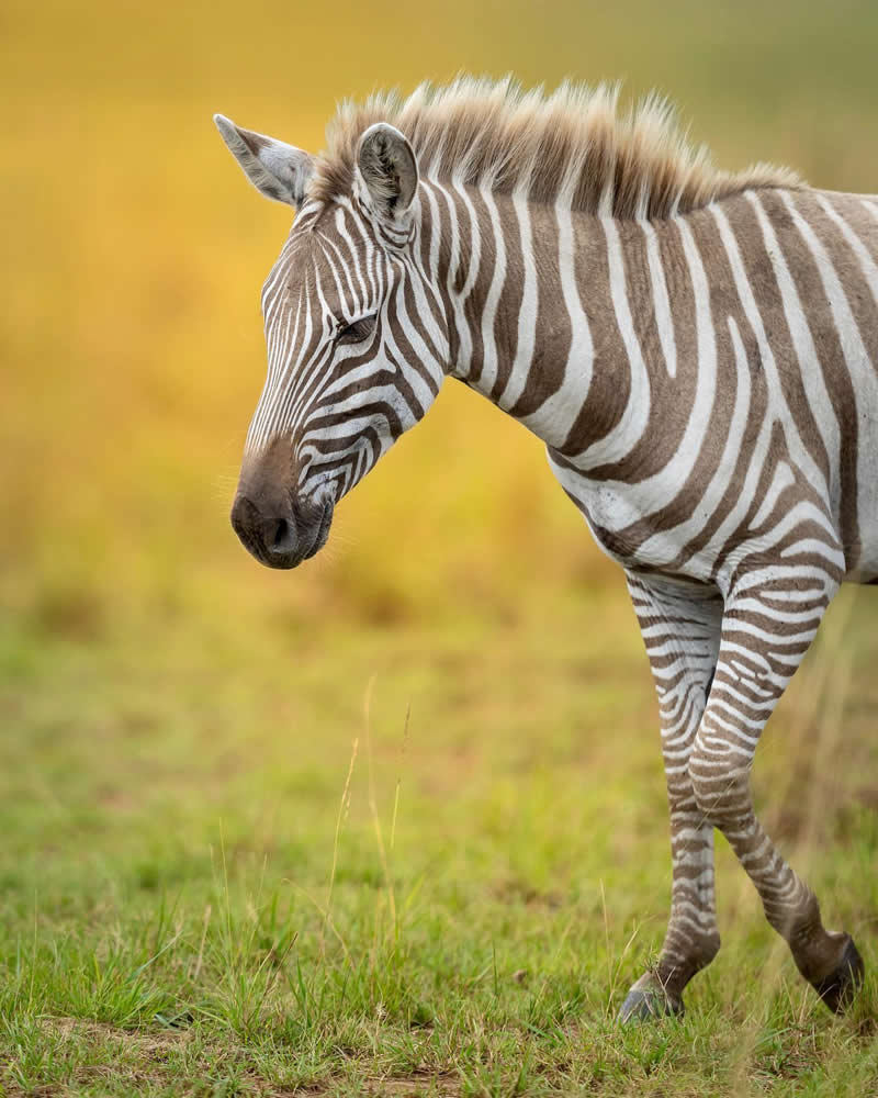 Nature and Wildlife Photography by Munish Palnaiappan