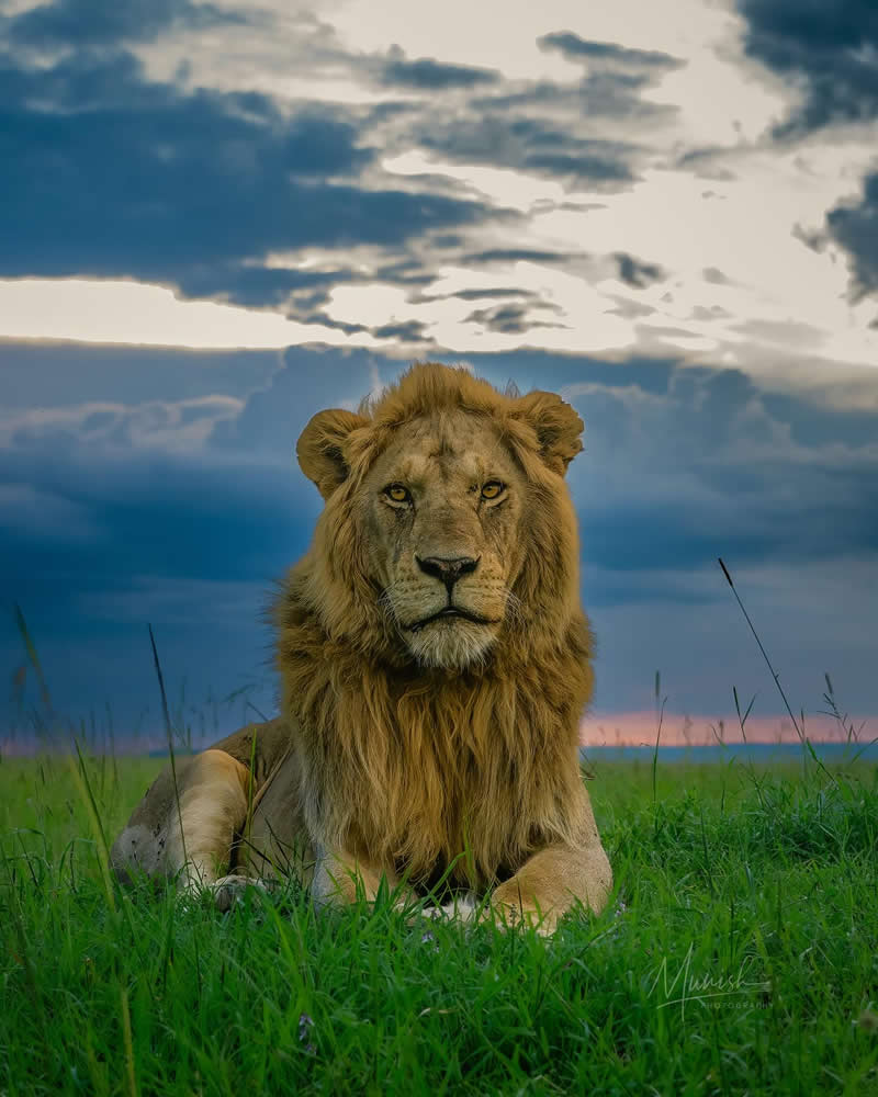 Nature and Wildlife Photography by Munish Palnaiappan