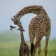Nature and Wildlife Photography by Munish Palnaiappan