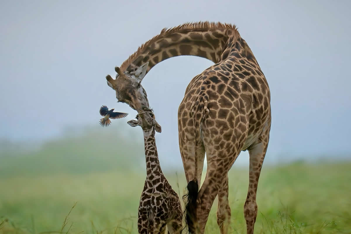 30 Breathtaking Wildlife Photos by Munish Palnaiappan That Showcase Nature’s Raw Beauty
