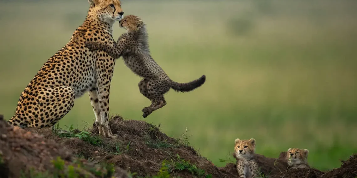 Cheetah cub leaps at mother while two siblings watch