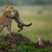 Cheetah cub leaps at mother while two siblings watch