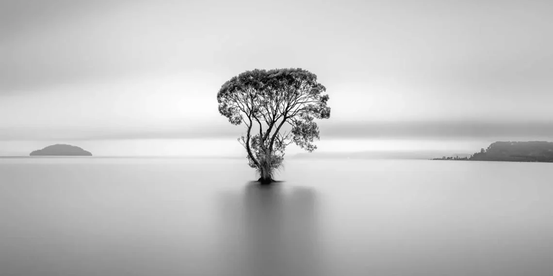 Lone tree standing in still water, B&W minimalist landscape