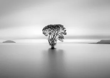 Lone tree standing in still water, B&W minimalist landscape
