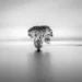 Lone tree standing in still water, B&W minimalist landscape