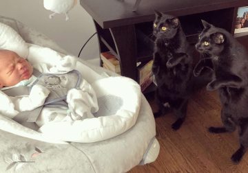 Adorable Animal Moments