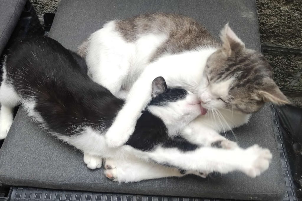Adorable Animal Moments That Will Make Your Day Brighter