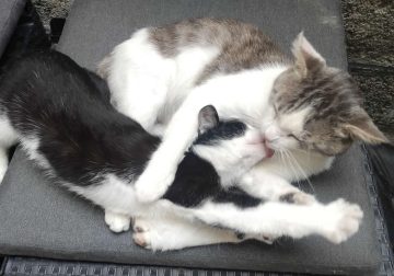 Adorable Animal Moments That Will Make Your Day Brighter