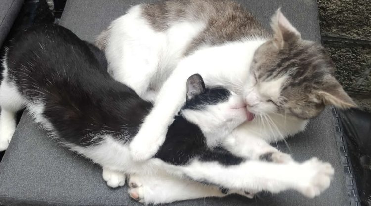 Adorable Animal Moments That Will Make Your Day Brighter