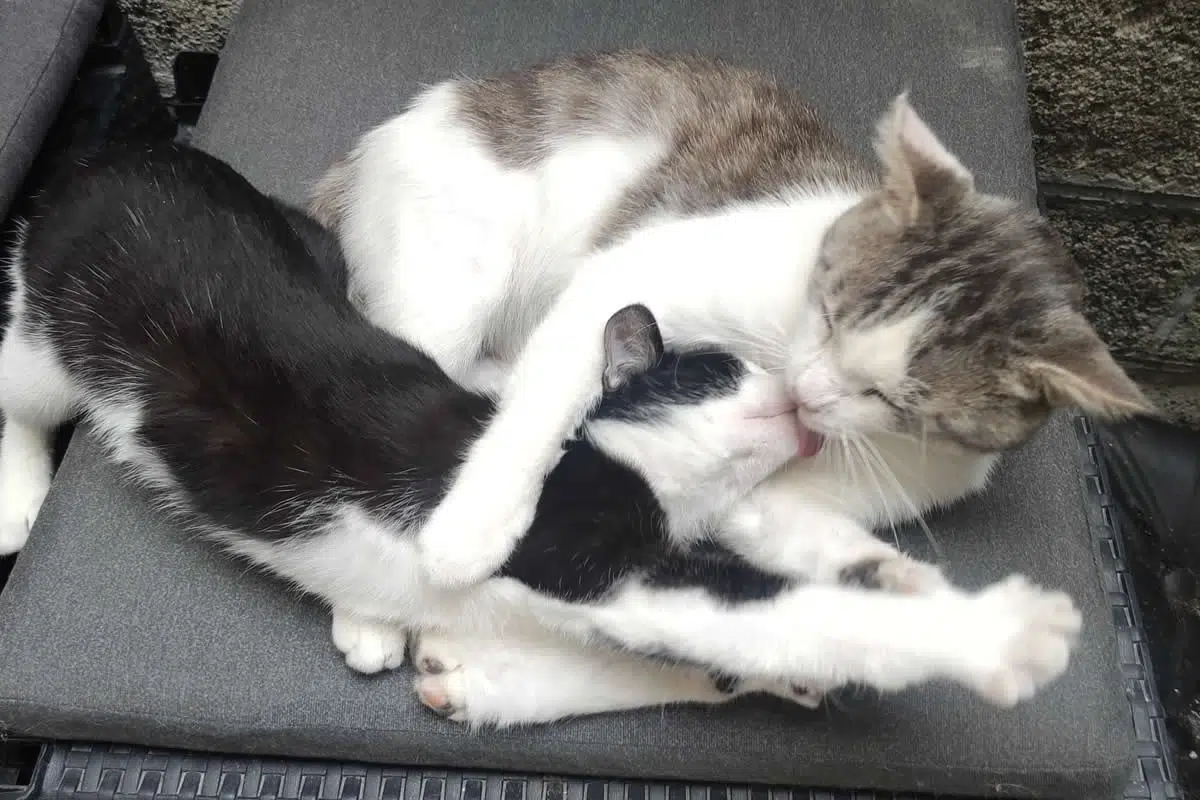 Adorable Animal Moments That Will Make Your Day Brighter