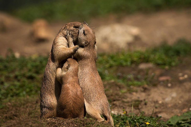 Animal Parenting Moments That Every Human Can Relate To