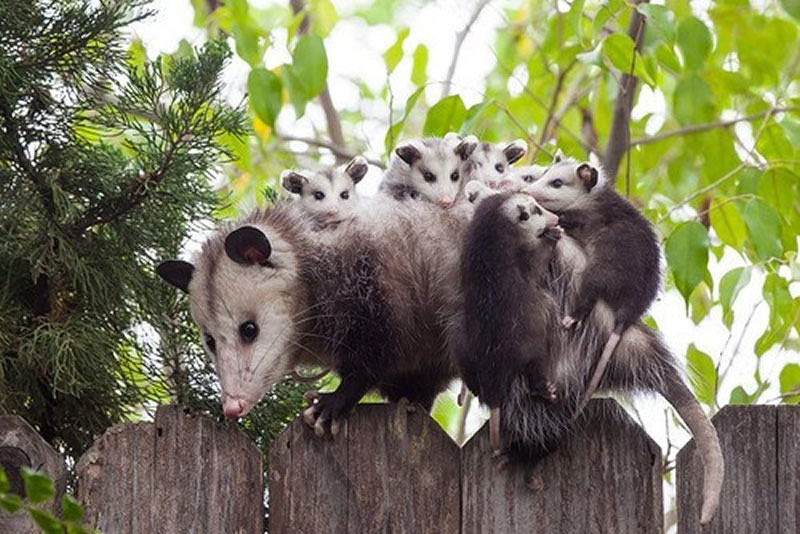 Animal Parenting Moments That Every Human Can Relate To