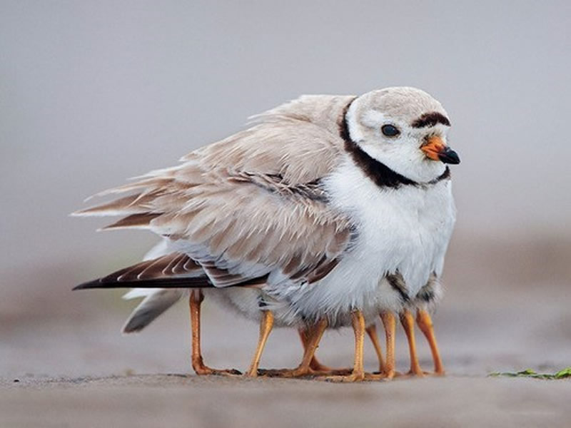 Animal Parenting Moments That Every Human Can Relate To
