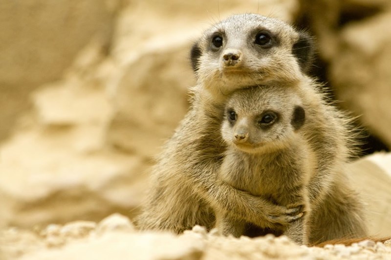 Animal Parenting Moments That Every Human Can Relate To