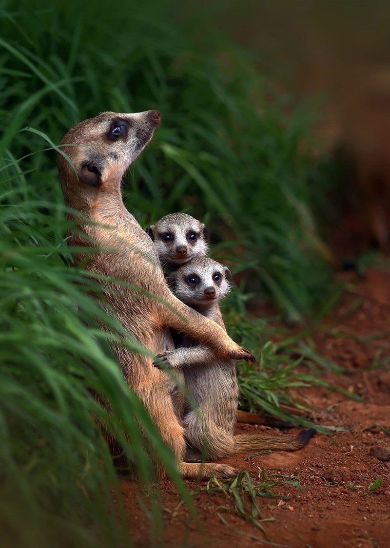 Animal Parenting Moments That Every Human Can Relate To