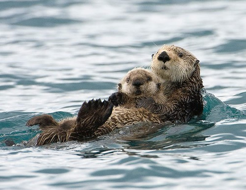 Animal Parenting Moments That Every Human Can Relate To