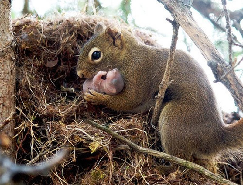 Animal Parenting Moments That Every Human Can Relate To