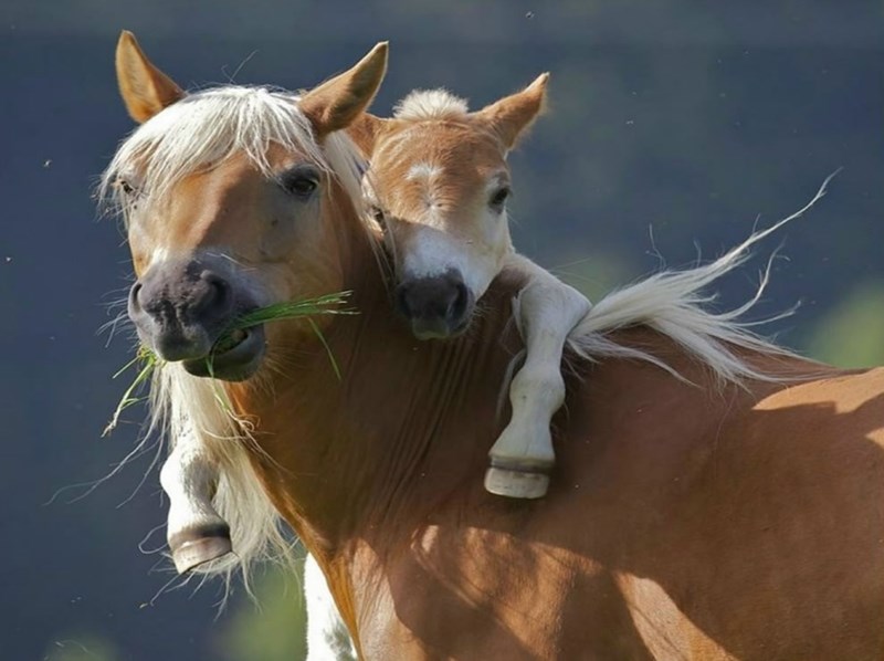 Animal Parenting Moments That Every Human Can Relate To