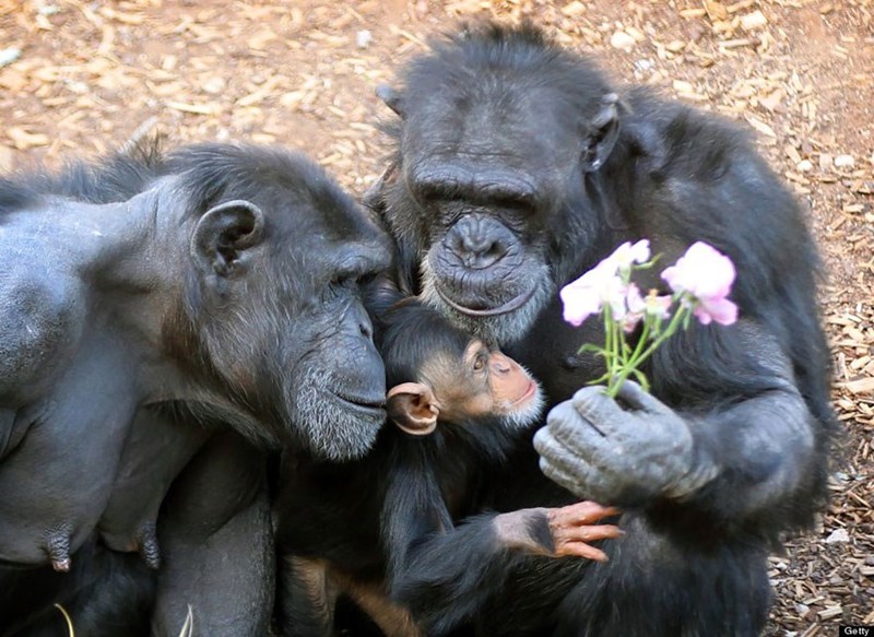 Animal Parenting Moments That Every Human Can Relate To