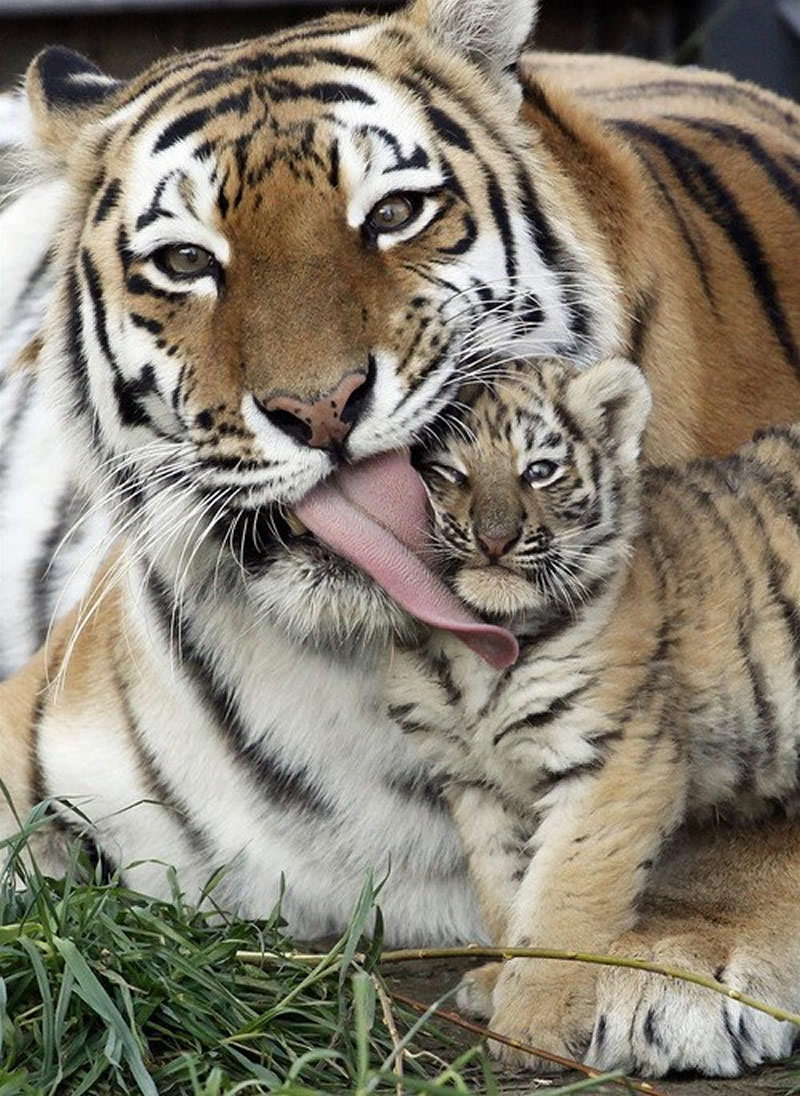 Animal Parenting Moments That Every Human Can Relate To