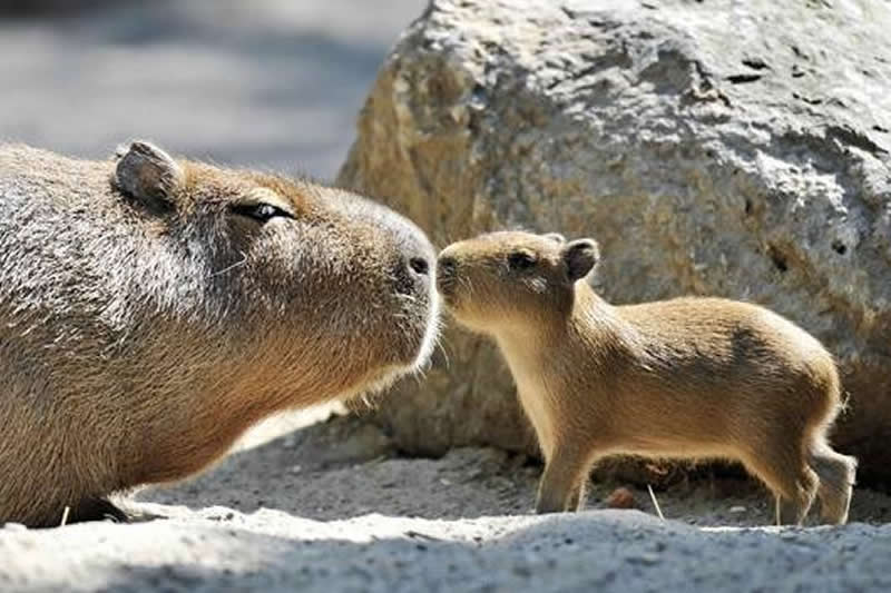 Animal Parenting Moments That Every Human Can Relate To