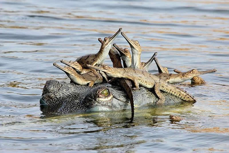 Animal Parenting Moments That Every Human Can Relate To