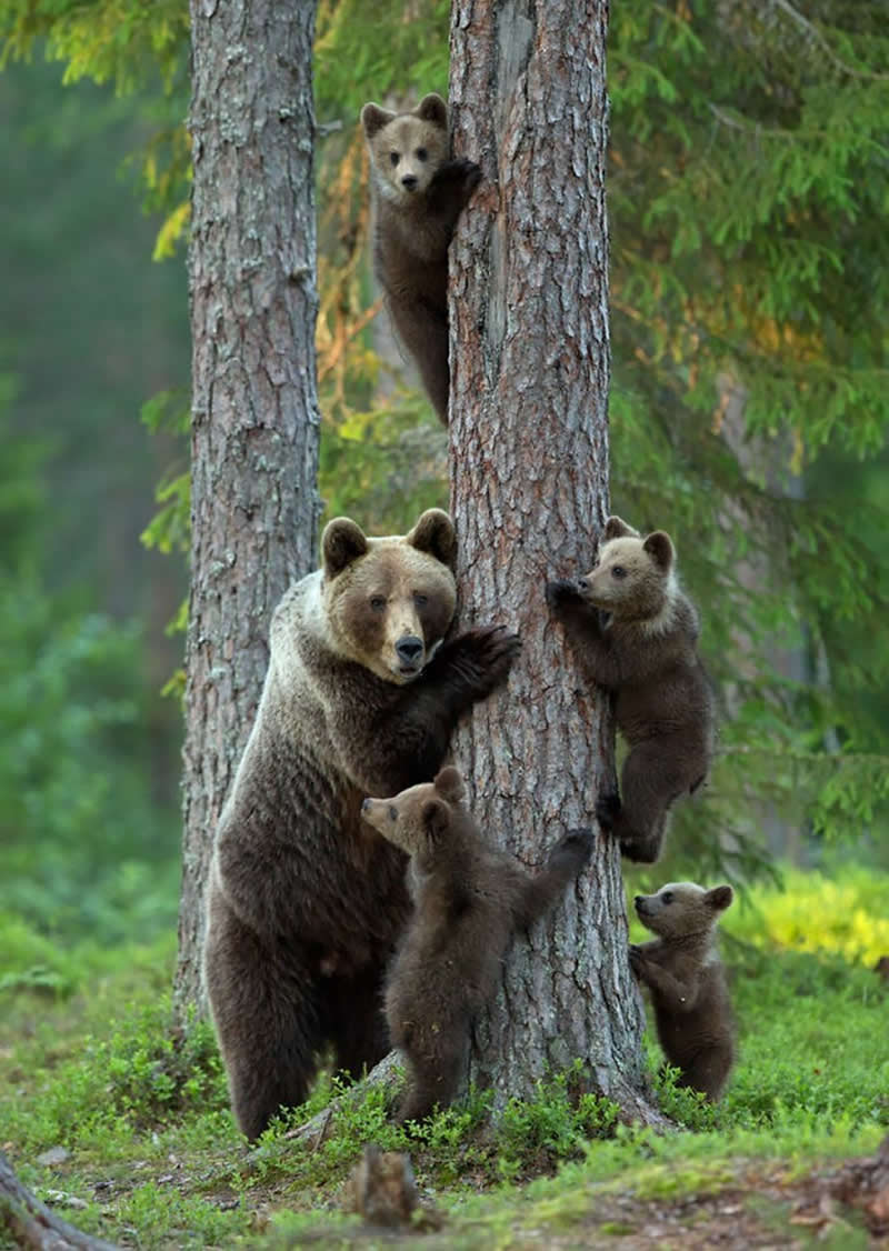 Animal Parenting Moments That Every Human Can Relate To