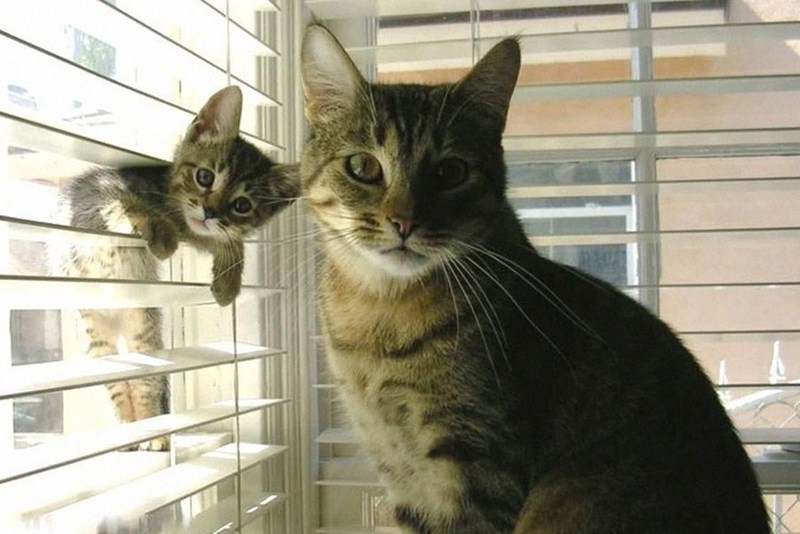 Animal Parenting Moments That Every Human Can Relate To